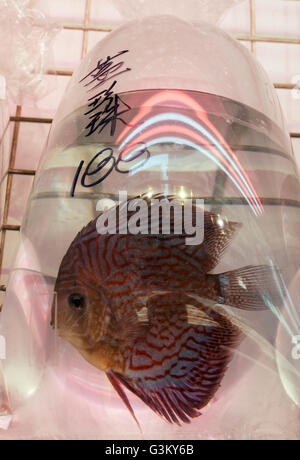 Ornamental fish for sale, swimming in a plastic bag, Goldfish Market, District Mong Kok, Kowloon, Hong Kong, China Stock Photo