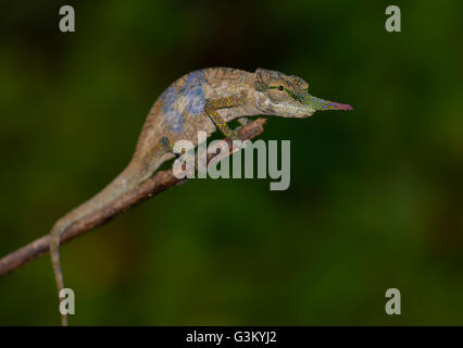 Male Blade chameleon (Calumma gallus) in rainforest, Voimana, eastern Madagascar, Madagascar Stock Photo