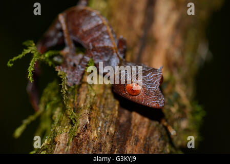 Baweng satanic leaf gecko (Uroplatus phantasticus), Rainforest, Ranomafana National Park, Southern Highlands, Madagascar Stock Photo