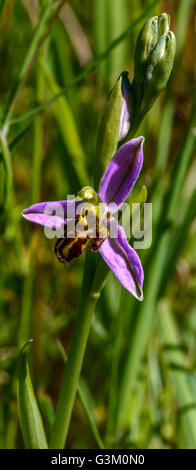 Bee orchid Ophrys apifera. Wildflower growing in Devon Stock Photo