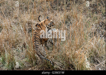 The image of Tiger ( Panthera tigris ) Mayas cubs playing in Tadoba national park, India Stock Photo