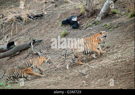 Tiger ( Panthera tigris ) Maya and  cubs in Tadoba national park, India Stock Photo