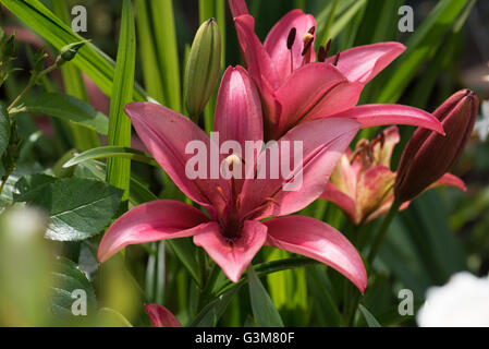 Lilium 'Cote d'Azur' Stock Photo