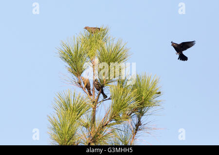 Asuncion, Paraguay. 12th June, 2016. Shiny cowbird (Molothrus bonariensis) in flight as it prepares to land on the pine tree to gather with comrades, under blue sky, is seen during sunny day in Asuncion, Paraguay. Credit: Andre M. Chang/ARDUOPRESS/Alamy Live News Stock Photo