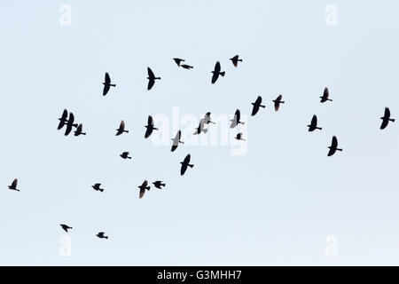 Asuncion, Paraguay. 12th June, 2016. A flock of shiny cowbird (Molothrus bonariensis) in flight, under blue sky, is seen during sunny day in Asuncion, Paraguay. Credit: Andre M. Chang/ARDUOPRESS/Alamy Live News Stock Photo