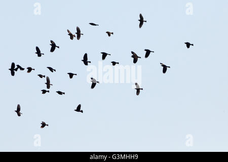 Asuncion, Paraguay. 12th June, 2016. A flock of shiny cowbird (Molothrus bonariensis) in flight, under blue sky, is seen during sunny day in Asuncion, Paraguay. Credit: Andre M. Chang/ARDUOPRESS/Alamy Live News Stock Photo