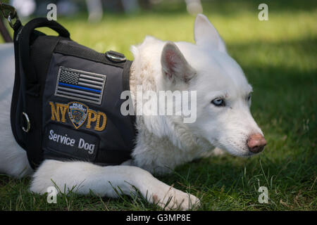 Westbury, New York, USA. June 12, 2016. MISKA, a Service Dog trained to help American veterans, attends Antique and Collectible Auto Show at Old Westbury Gardens, Long Island. Miska is part Husky and part German Shepherd, and has light blue eyes and white fur. Stock Photo