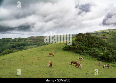 Meldon, Dartmoor, Devon, UK. 14th June 2016. UK Weather.  A mix of sunshine and showers over Dartmoor, with  Dartmoor pony foals  grazing on the moor. Credit:  Simon Maycock/Alamy Live News Stock Photo