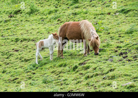 Meldon, Dartmoor, Devon, UK. 14th June 2016. UK Weather.  A mix of sunshine and showers over Dartmoor, with  Dartmoor pony foals  grazing on the moor. Credit:  Simon Maycock/Alamy Live News Stock Photo