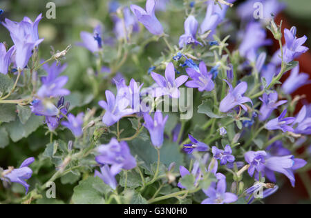 Campanula portenschlagiana, purple bellflowers macro Stock Photo