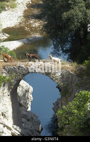 Italy, national park of Cilento and Vallo di Adriano (Salerno, Campania region), natural reserve Gole del Calore Stock Photo