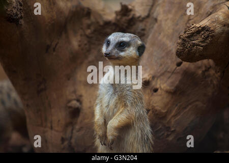 Meerkat standing on the stone Stock Photo