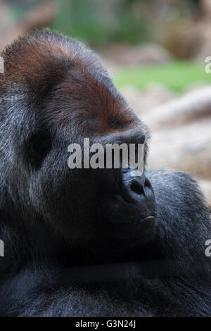 King kong gorilla hi-res stock photography and images - Alamy