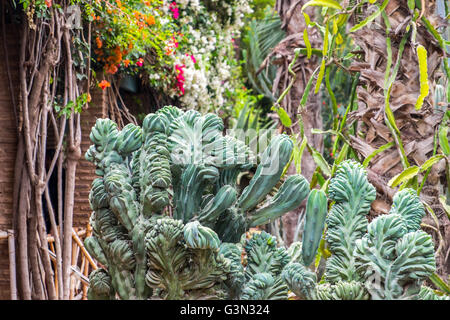 Cacti in the Majorelle Gardens , Marrakech / Marrakesh, Morocco