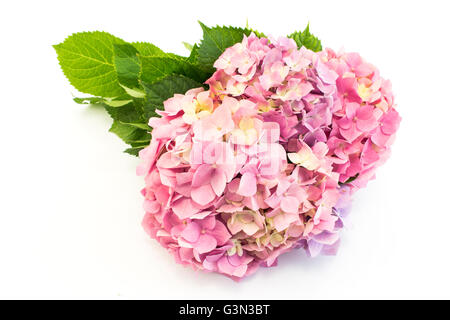 Hydrangea Flowers Isolated on White. Stock Photo