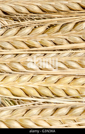 isolated spikes of rye isolated image Stock Photo - Alamy