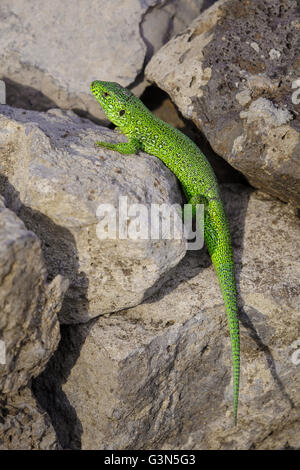 Little green lizard is basking on the stones Stock Photo