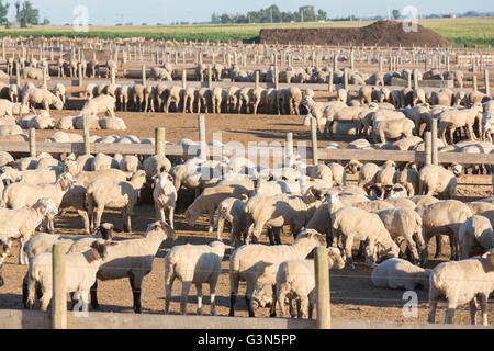 A commercial feedlot to fatten sheep before heading to slaughter ...