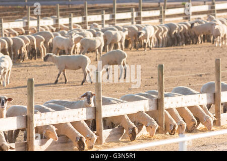 A commercial feedlot to fatten sheep before heading to slaughter ...
