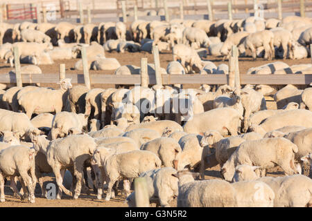 A commercial feedlot to fatten sheep before heading to slaughter ...