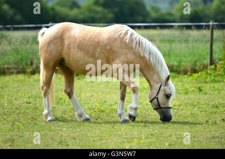 Young pale horse (filly) Stock Photo