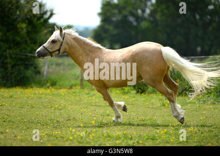 Young pale horse (filly) Stock Photo