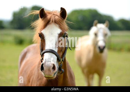 Young pale horse (filly) Stock Photo