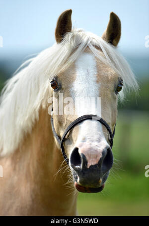 Young pale horse (filly) Stock Photo