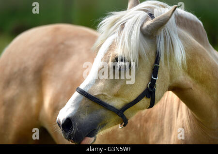 Young pale horse (filly) Stock Photo