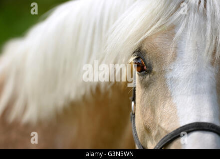 Young pale horse (filly) Stock Photo