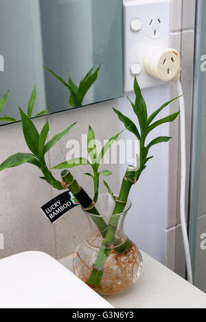 Dracaena braunii or known as Lucky bamboo growing in a bathroom Stock Photo