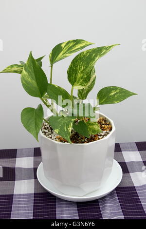 Indoor plant Epipremnum aureum or known as Devil's ivy growing in a pot using perlite and vermiculite mix Stock Photo