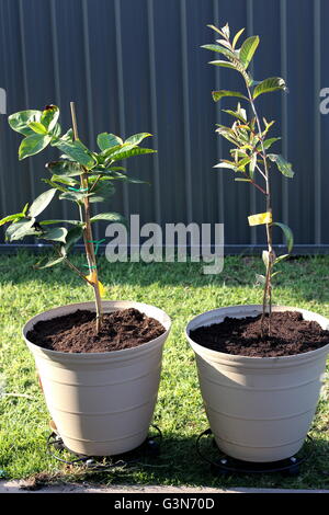 Growing guava or known as Psidium guajava and Syzygium samarangense or known as Wax jambu in a pot Stock Photo