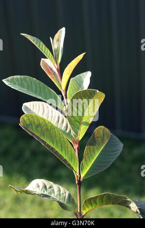 Close up of  guava or known as Psidium guajava in a pot Stock Photo