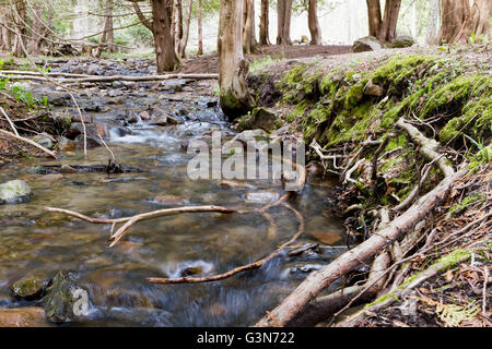 Water rushes over the rocks in a stream surrounded by pine trees Stock Photo