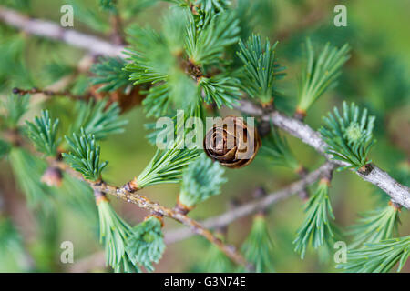 Small pinecone on a branch surrounded by pine needles with green background Stock Photo