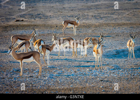 The springbok (Antidorcas marsupialis) is a medium-sized antelope found mainly in southern and southwestern Africa Stock Photo