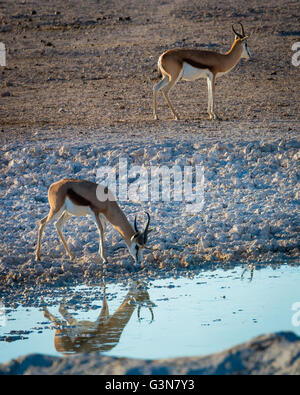 The springbok (Antidorcas marsupialis) is a medium-sized antelope found mainly in southern and southwestern Africa Stock Photo