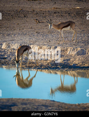 The springbok (Antidorcas marsupialis) is a medium-sized antelope found mainly in southern and southwestern Africa Stock Photo