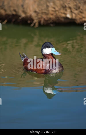 Drake Ruddy Duck Ruddy duck (Oxyura jamaicensis), male in breeding plumage, bubbling ...
