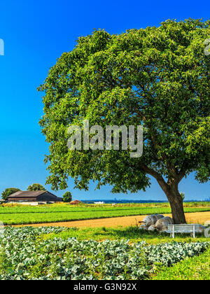 Walnut tree in field Stock Photo