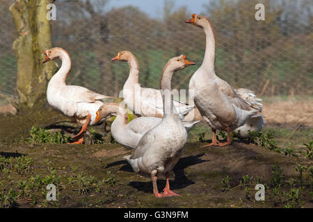 Chinese Geese (Anser cygnoides). Fawn colour variety Domesticated form derived from Asian ancestral Swan Goose.