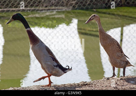 Indian Runner Ducks (Anas platyrhynchos). Trout colour variety. Domestic, egg laying breed derived from the wild Mallard. Stock Photo