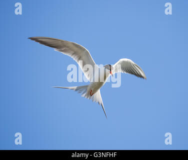 Common tern (Sterna hirundo) hovering Stock Photo