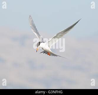 Common tern (Sterna hirundo) hovering Stock Photo