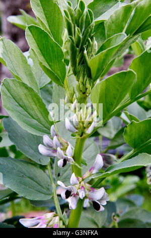 Field beans (broad, fava, faba, bell, horse, Windsor, tic or English bean) Vicia faba, young plants with flowers Stock Photo