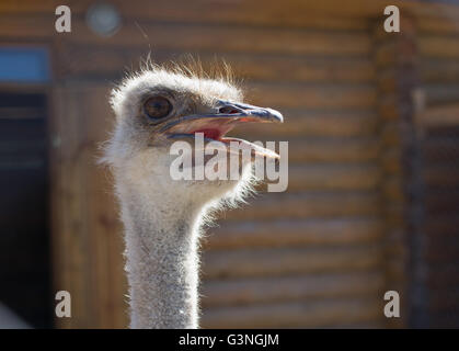 Ostrich head closeup on blur background Stock Photo