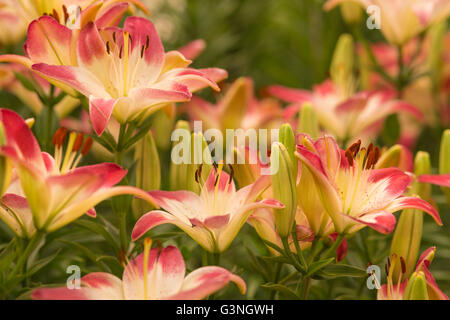 Asiatic lilies,  Lilium asiatic Lollypop, growing in the St Albert Botanic Garden, Alberta, Canada Stock Photo