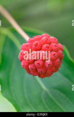 Cornus kuosa chinensis (Cornus kuosa chinensis), raspberry-like fruit ...
