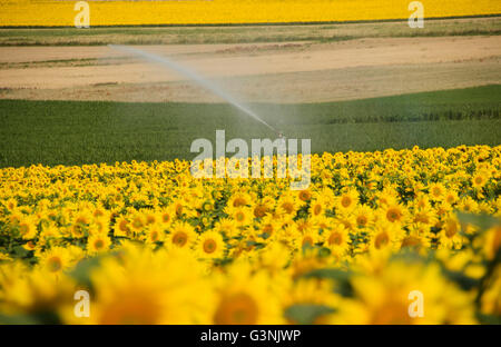 A field of Sunflowers (Helianthus annuus), Limagne, Auvergne, France, Europe Stock Photo